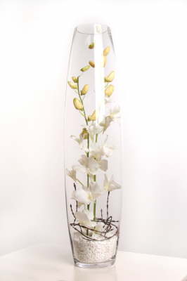 Flower_Illusions_white_singapore_orchids1