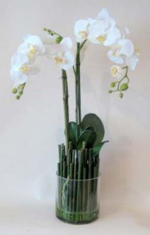 db_white_phaelenopsis_orchids