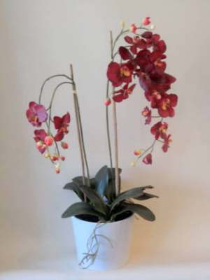 db_red_orchid_plant