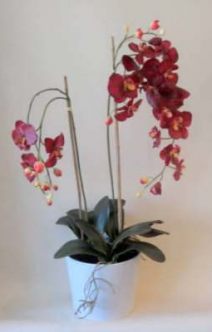 db_red_orchid_plant