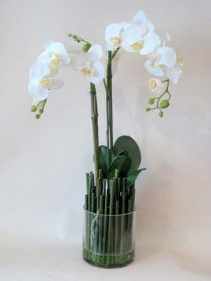 db_white_phaelenopsis_orchids